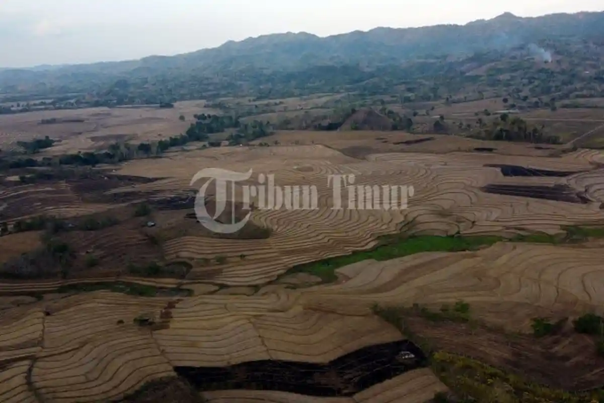 Kekeringan Ekstrem Menghantui Sawah di Desa Mappesangka, Kabupaten Bone - sawah-kekeringan-bone5.jpg