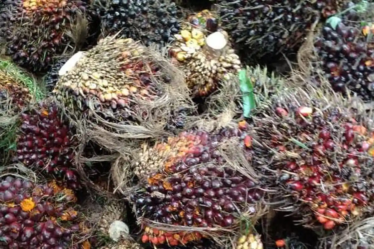 Harga TBS Kelapa Sawit Periode 1-7 Juli 2022 Kembali Turun, Hanya Rp 1.694 per Kg