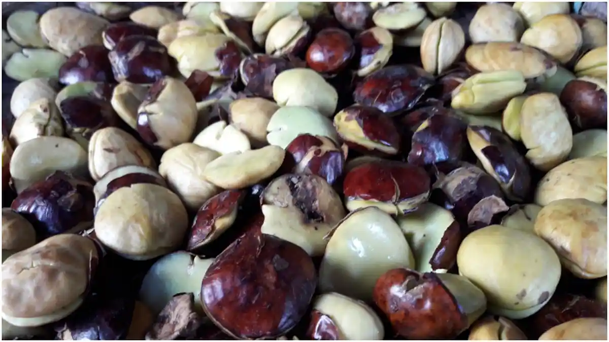 Harga Jengkol di Ciamis Turun Drastis, Sejak Dua Pekan Ini