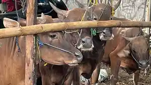 Lapak-pedagang-hewan-kurban-sapi-di-Jalan-Kemanggisan-nomor-119.jpg