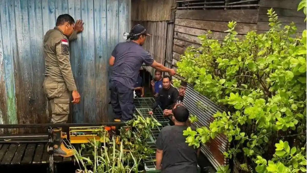 Buaya Berkeliaran di Tanah Merah Batulicin, Damkar Pasang Perangkap 6 Meter
