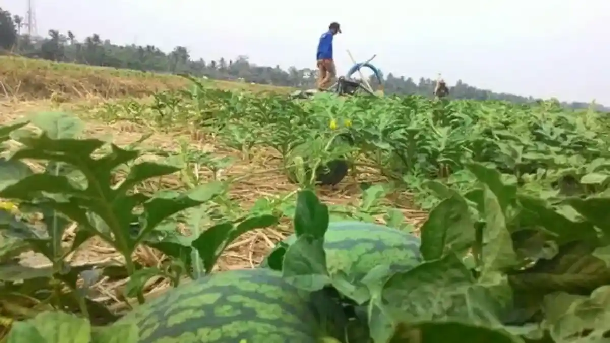 Agen Buah di OKU Timur Ini Manfaatkan Lahan Sawah untuk Budidaya Tanaman Semangka