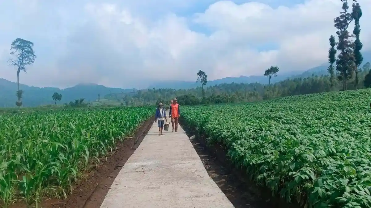 Bawang Batu Ijo Desa Tawangsari Pujon Hasilkan Rp 48 Miliar, Kadis TPHP Malang: Kami Dampingi Terus