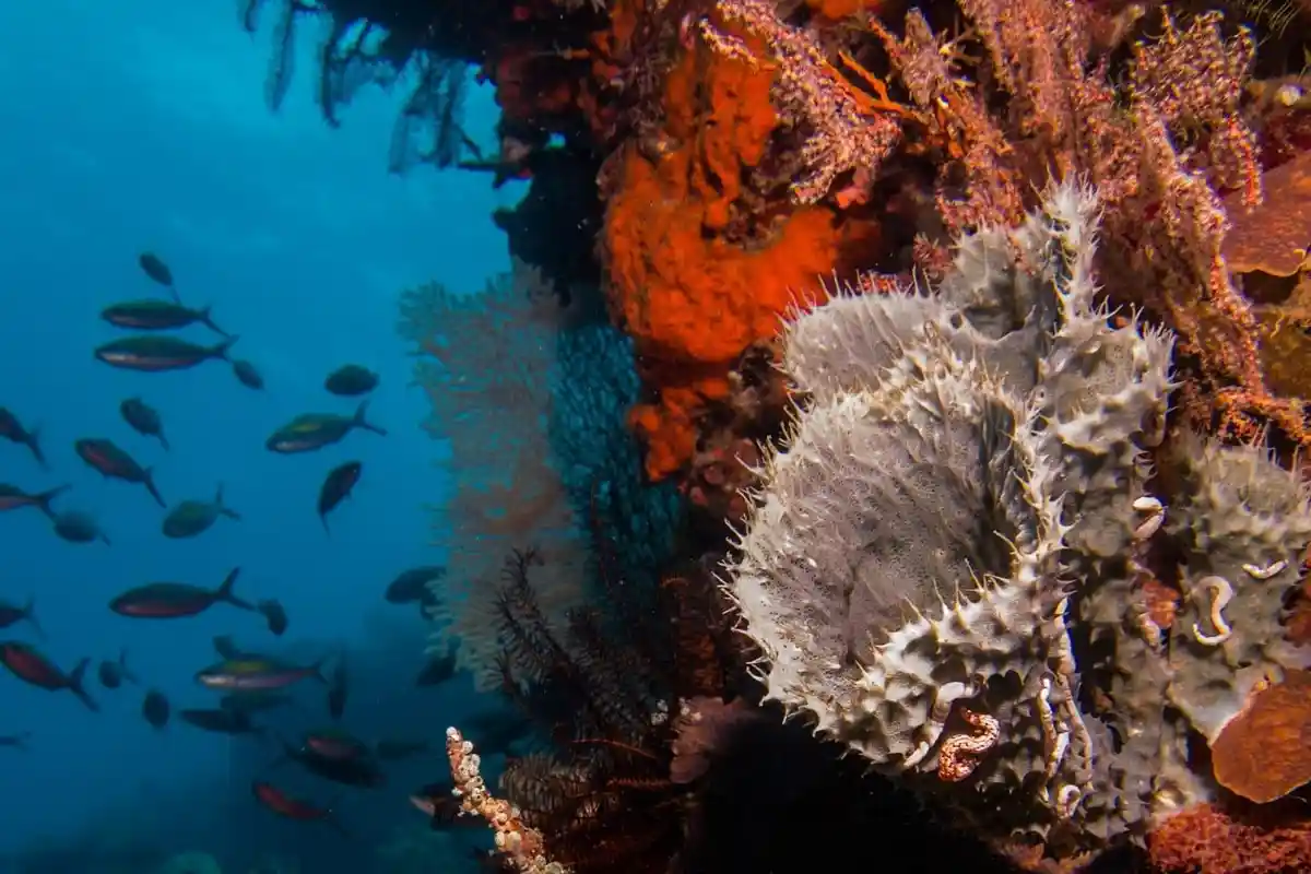 Rekomendasi 4 Spot Diving Terbaik di NTT, Bisa Bertemu Pari Manta