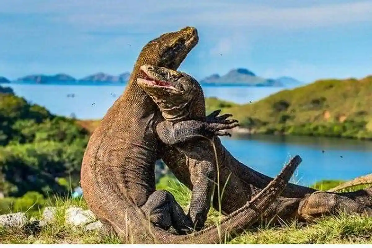 Paket Wisata Labuan Bajo , Harga Masuk ke Taman Nasional Komodo Belum Berubah, Tahun Depan Naik?