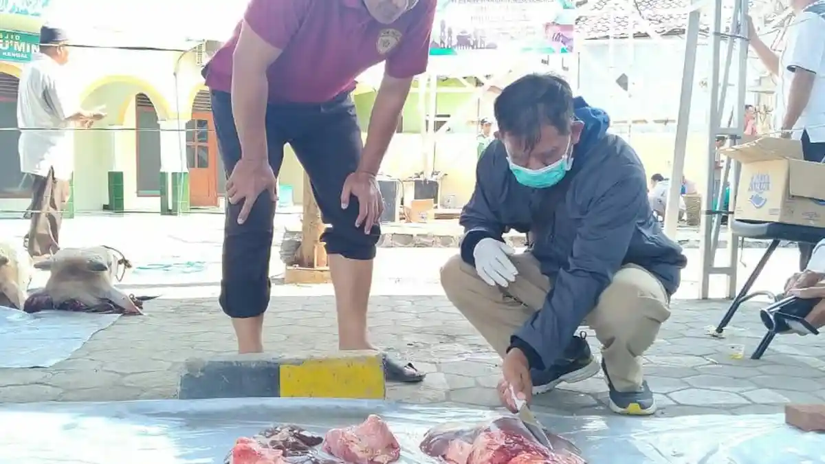 Di Kendal, Sembilan Hewan Kurban Terinfeksi Cacing Pita, Hasil Sidak Lima Kecamatan
