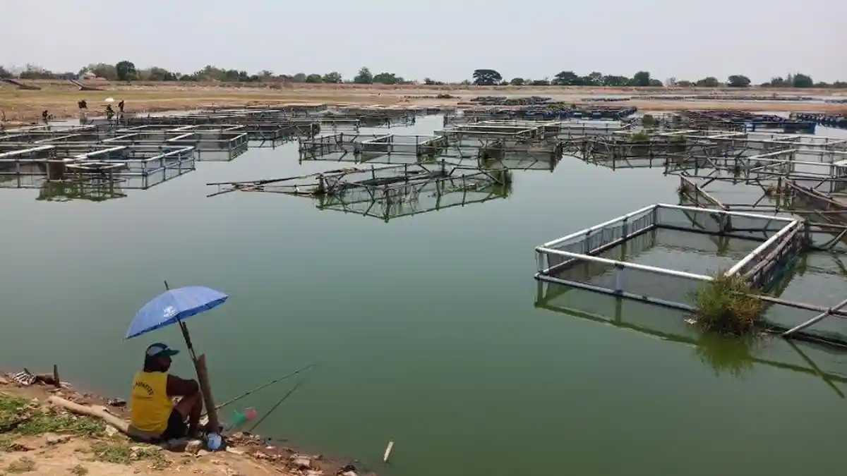 Kekeringan Terparah, Ini Curhat Petani Ikan Waduk Mulur yang Alami ...