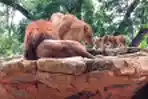 Sepasang Anak Singa Koleksi Baru Bandung Zoological Garden