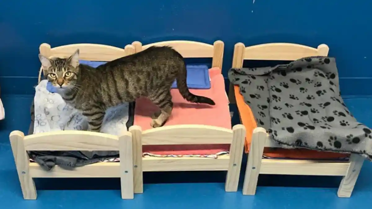 Kucing Peliharaan di Rumah Suka Mencakar Furnitur? Ini Cara Menyiasatinya