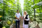 green-house-melon-hidroponik-premium-di-banyuwangi.jpg