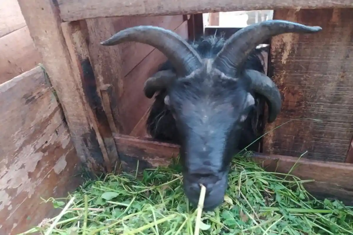 Domba Langka Bertanduk Empat Asal Cianjur, Ditawar Rp 15 Juta, Ditolak dengan Alasan Ini