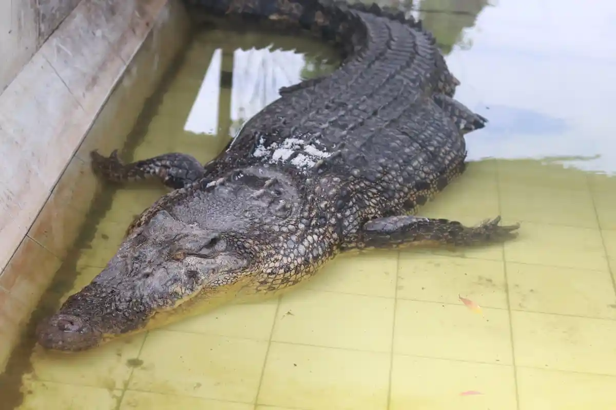 Terungkap Kondisi Buaya Riska di Tabang Zoo Kukar, Sudah Mau Makan 19 Ekor Ikan Nila