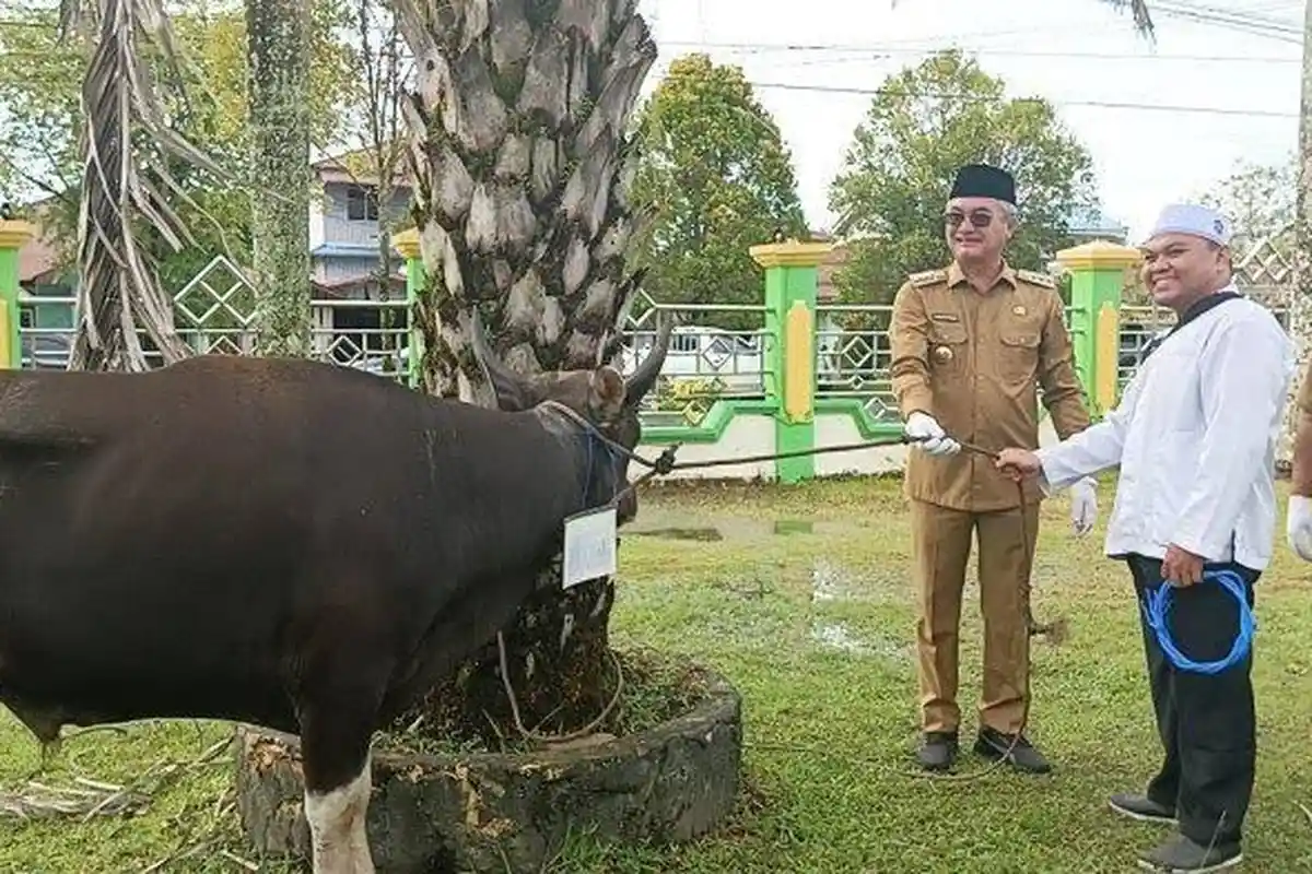 Hibah Hari Raya Idul Adha Malinau Kaltara Bertambah, Berikut Nilai Pengadaan Kurban 4 Tahun Terakhir