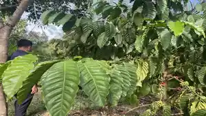 Harga-Kopi-Empat-Lawang-Merosot-ke-Rp45-Ribu-Petani-Harap-Bisa-Tembus-Rp70-Ribu-Seperti-Tahun-Lalu.jpg
