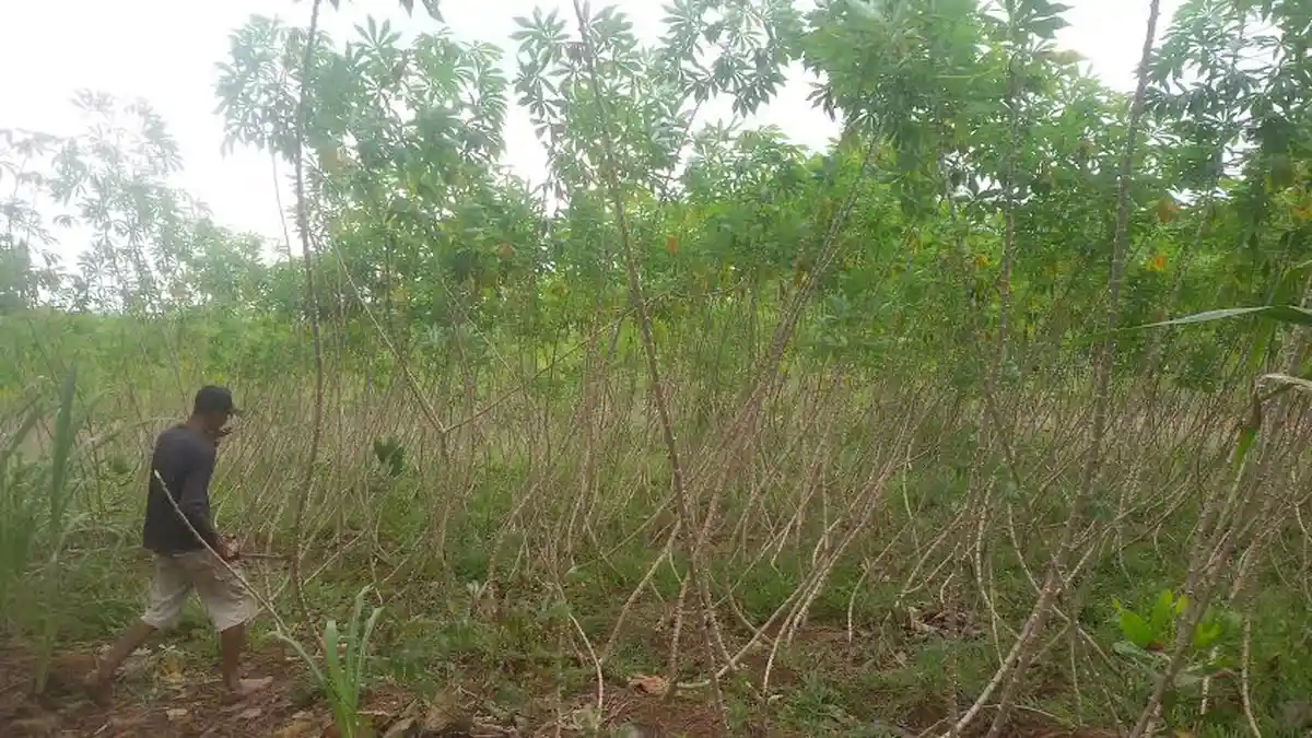Harga Karet Terpuruk, Petani Tanam Ubi Racun. Anjlok Lagi, Ini Solusinya