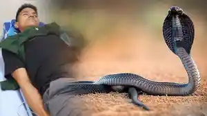 Korban-ular-kobra.jpg