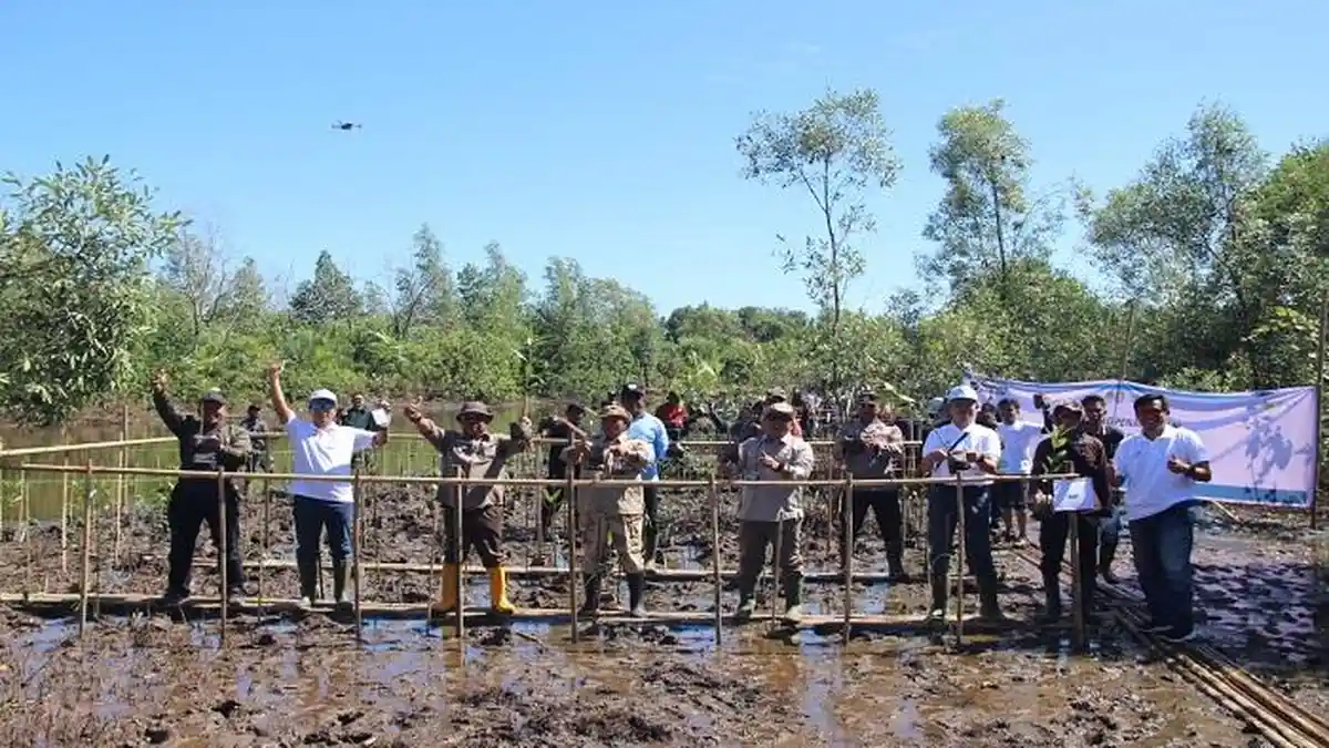 Tanam 6.000 Mangrove di Kuala Satong, Wujud Nyata Komitmen Lingkungan Oleh PLN