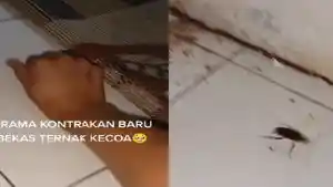 video-viral-aksi-seorang-pria-yang-menangkap-kecoa-dengan-satu-tangan.jpg