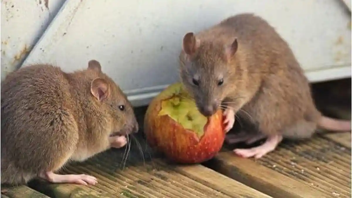 Cara Ampuh Usir Tikus di Rumah Tanpa Menggunakan Racun