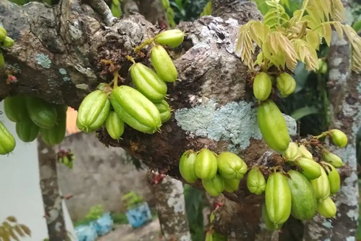 Rasanya Asam Dan Sering Digunakan Sebagai Bumbu Masakan, Inilah 5 Manfaat Belimbing Wuluh