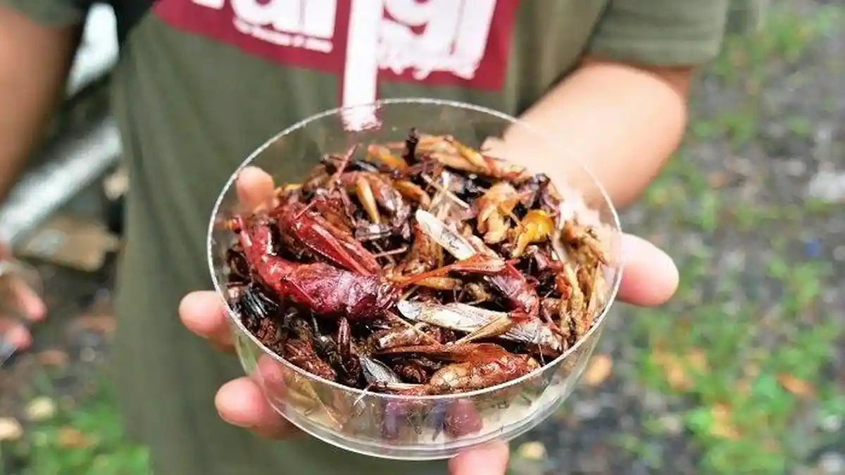 Ekstrem! Inilah 5 Kuliner Berbahan Dasar Serangga di Berbagai Negara, Indonesia Juga Punya