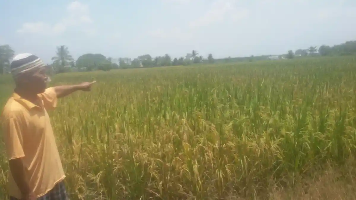 40 Persen Padi Petani di Rantau Bayur Banyuasin Kosong, Imbas Kemarau Panjang