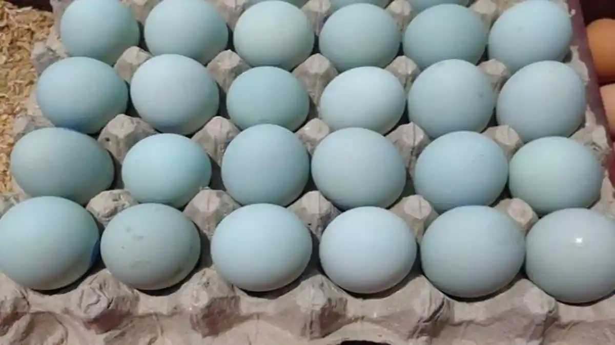 Harga Telur Bebek di Palembang Mulai Bergerak Naik Jelang Imlek 2026