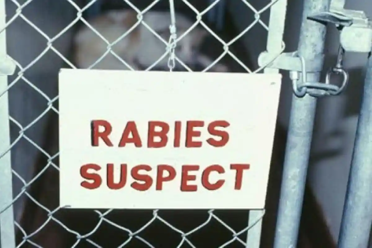 Anjing Liar Penggigit Dua Bocah di Pringsewu Positif Rabies