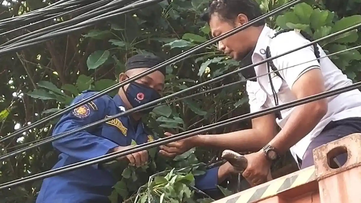 Merambat di Atas Pohon, Ular Sanca Berukuran Raksasa Mengejutkan Warga Penjaringan