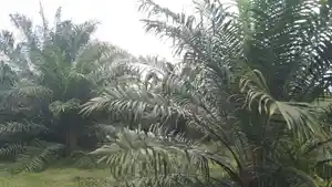 kebun-sawit-2026.jpg