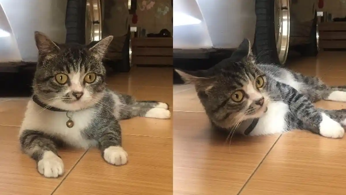 Selamat Hari Kucing Sedunia! Inilah Fakta Tentang Kucing yang Tidak Banyak Orang Tahu