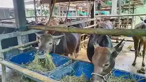 20260522-sapi-kurban-iduladha.jpg