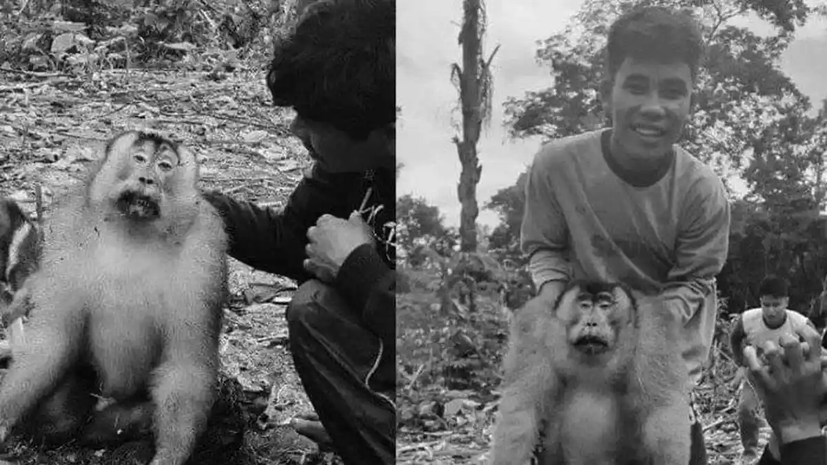 VIRAL Facebook & WhatsApp, Monyet Diburu Pakai Gigitan Anjing, Dicincang, Dimasak, Santap Rame-rame