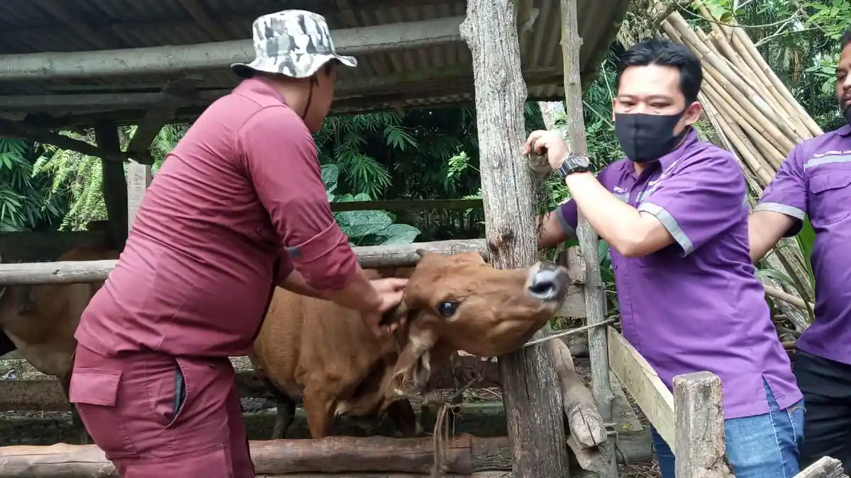 Disnakbun Merangin Pastikan Stok Vaksin Jembrana Aman
