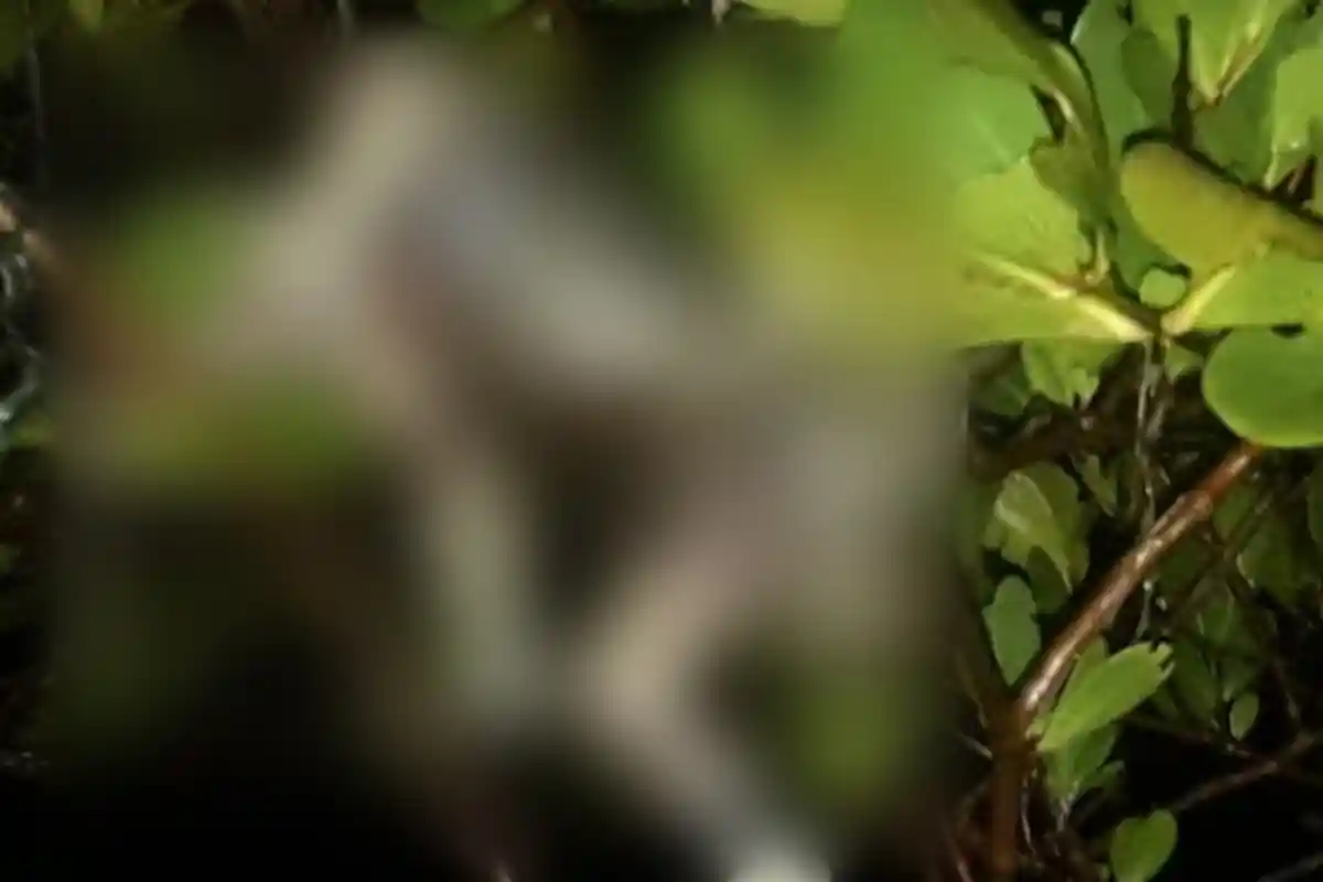 Penemuan Jasad Bayi Tergantung di Pohon Bakau Pantai Tiwoho, Karim: Awalnya Saya Pikir Boneka