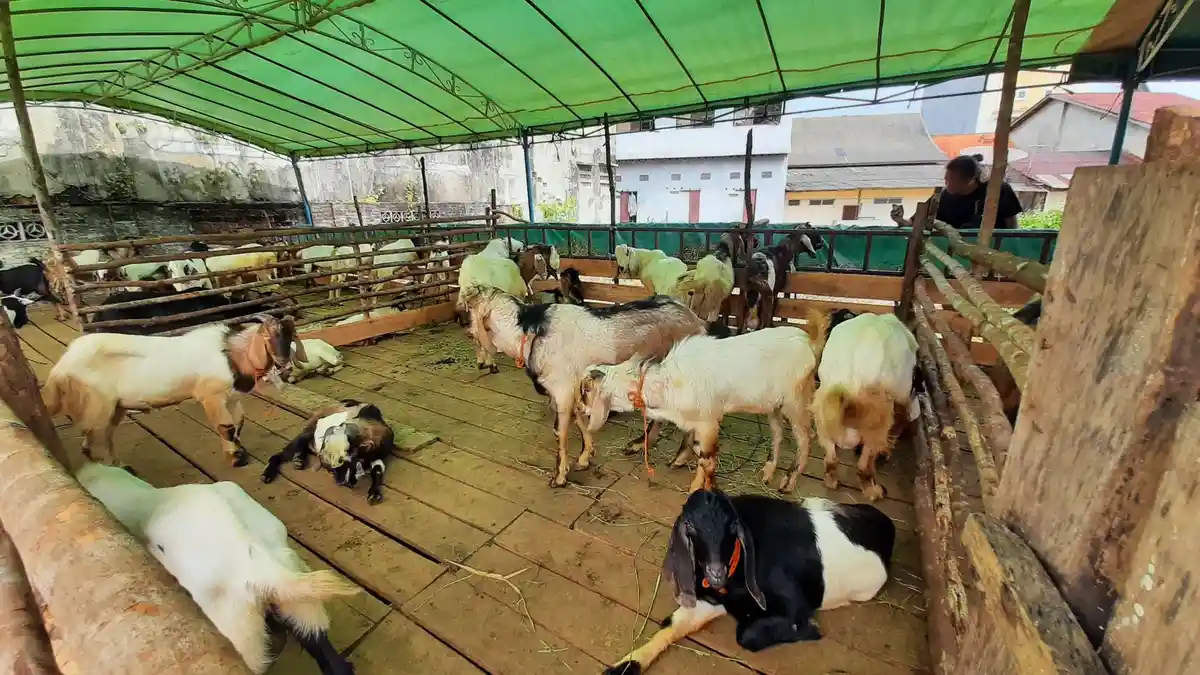 Stok Sapi dan Kambing di Bangka Barat Diperkirakan Tak Cukup Jelang Idul Adha