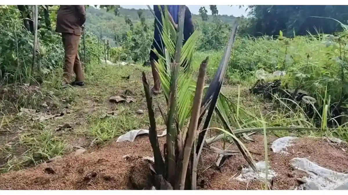 Pemkab Cirebon Akan Cabut Tanaman Sawit di Desa Cigobang, Diganti Tanaman Ini