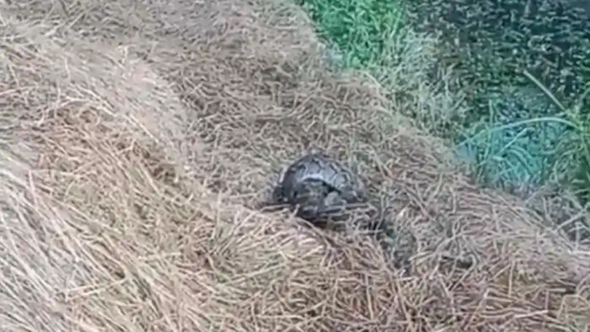 Ular Sanca 2 Meter Gegerkan Desa Wanayasa Serang, Bebek Warga Hilang Diduga Jadi Mangsa