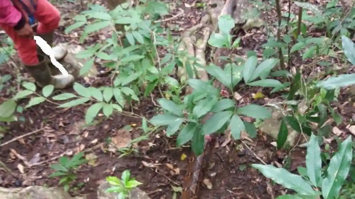 Warga Bunuh Ular Piton Sepanjang 5 Meter yang Menggigit Suardi Hingga Tewas