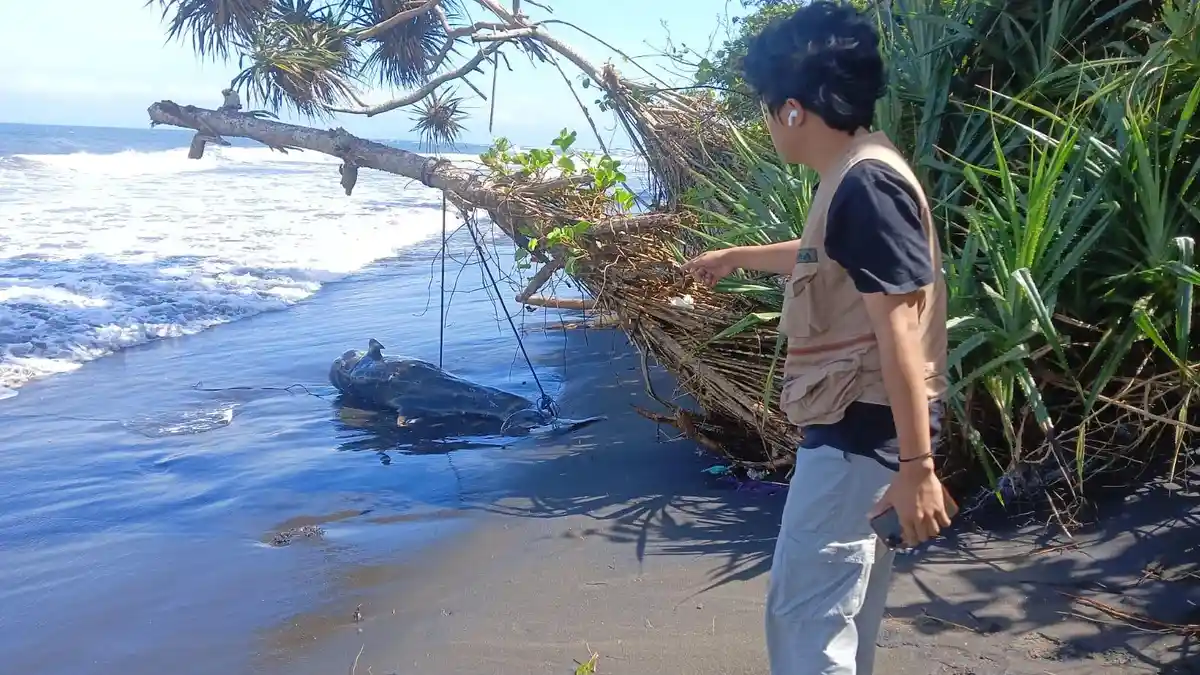 Warga Temukan Mamalia Laut Terdampar di Perancak Jembrana Bali, Disebutkan Jenis Lumba-Lumba
