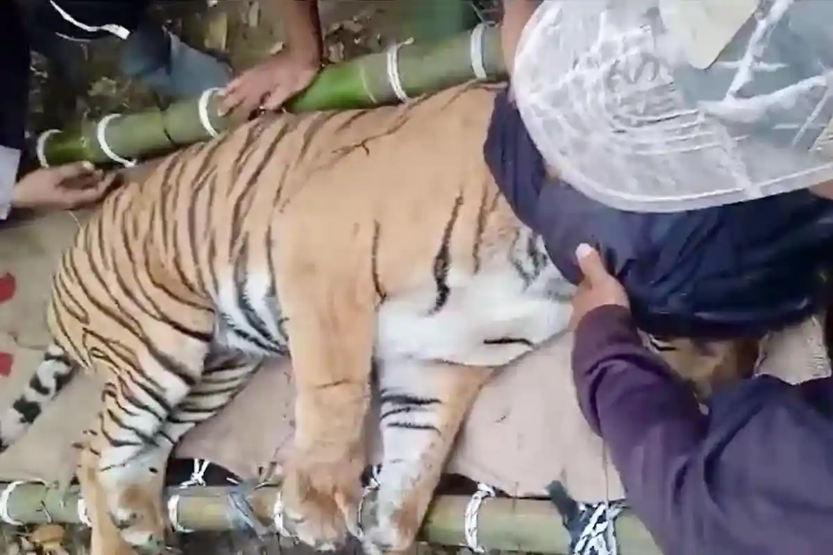 Harimau Sumatera Masuk Kandang Jebak di Lampung Barat Dievakuasi
