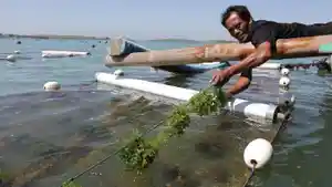 PANEN-RUMPUT-LAUT-NTB.jpg