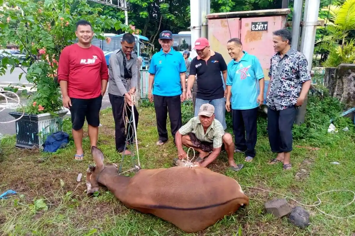 Pengurus PWI Sumbar Sembelih 4 Sapi Kurban, Ketua BB: Semangat Berkurban, Bukti Kepedulian