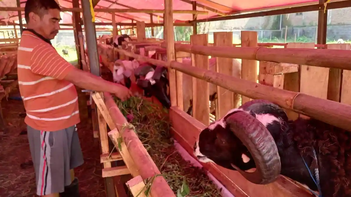Harga Hewan Kurban di Cimahi Terkini, Kambing Rp 3,5 Juta