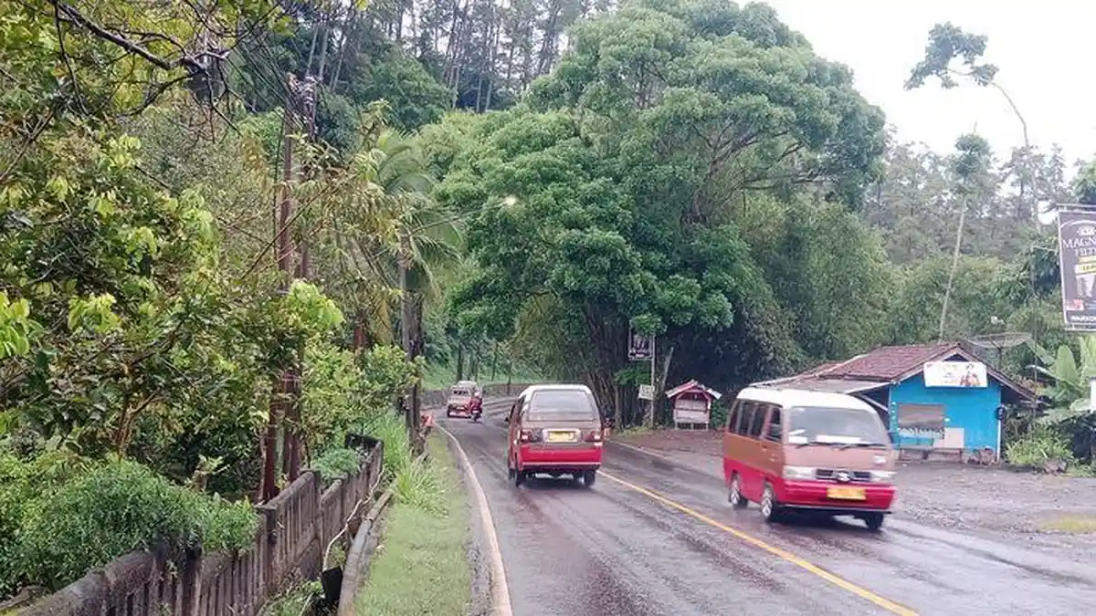 WASPADA! 221 Pohon di Cadas Pangeran Sumedang Rawan Tumbang