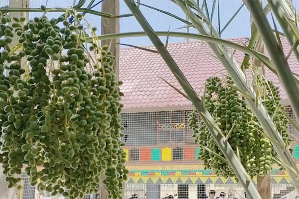 Kurma di Masjid Haji Keuchik Leumik Mulai Berbuah, Disebut Sebagai Pengobat Kerinduan H Harun