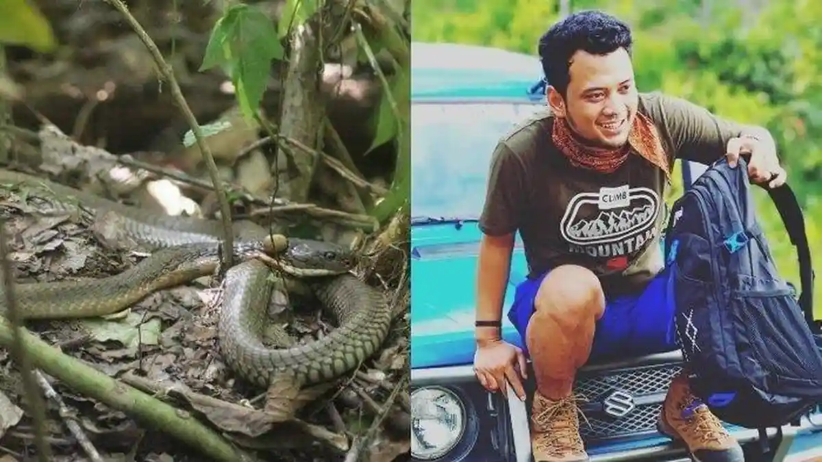 Berniat Beri Makan, Panji Petualang Malah Digigit Ular Kobra Peliharaannya
