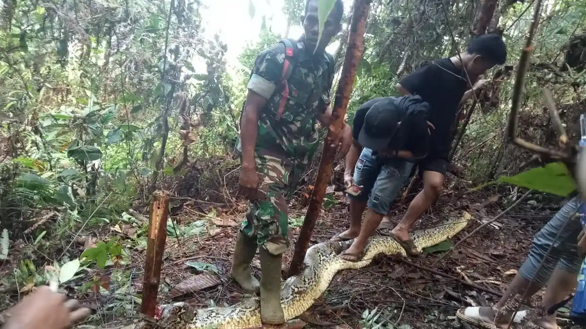Mengerikan! Dua Warga Sulsel Tewas Ditelan Ular Piton Sebulan Terakhir, Korban Ditemukan Suaminya