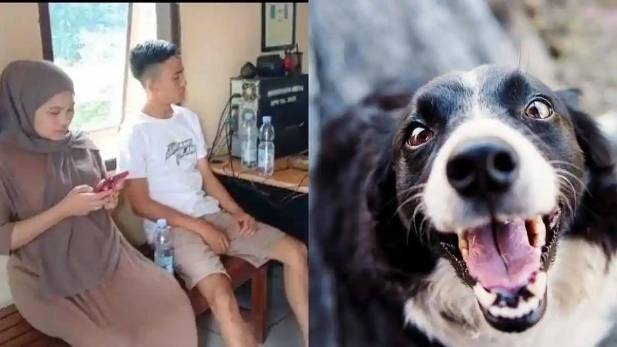 Viral Digigit Anjing Liar Lalu Berobat, Warga di Bengkulu Disuruh Petugas Puskesmas Gigit Balik