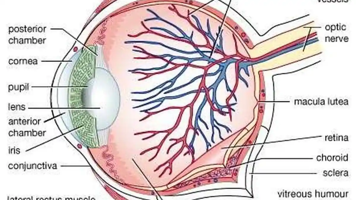 Sistem Indra Mata, Materi Belajar Biologi Kelas 11